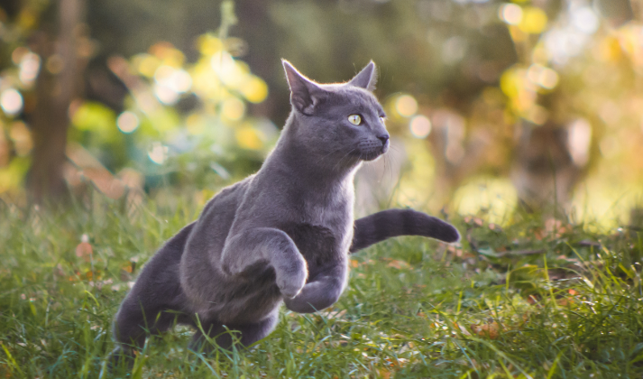 For adult cats rich in fresh chicken