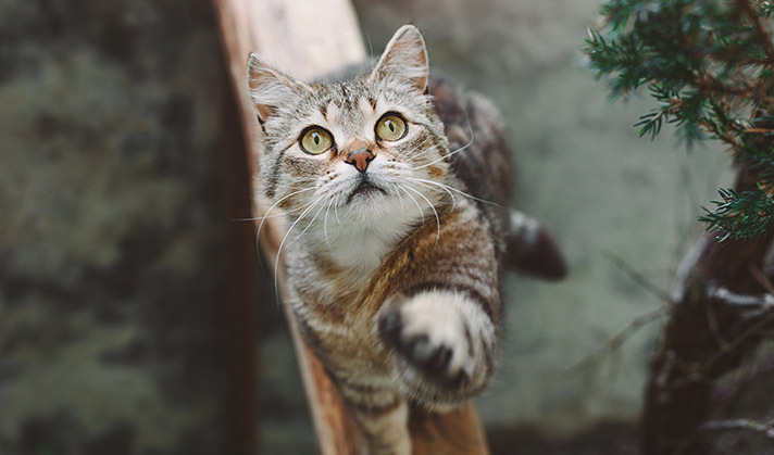 Grain Free Meaty sticks snack for cats with trout and blueberries